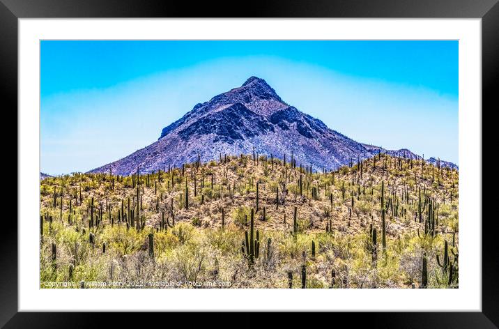 Mountain Saguaro Blooming Cactus Sonora Desert Tucson Arizona Framed Mounted Print by William Perry