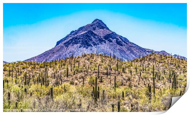 Mountain Saguaro Blooming Cactus Sonora Desert Tucson Arizona Print by William Perry