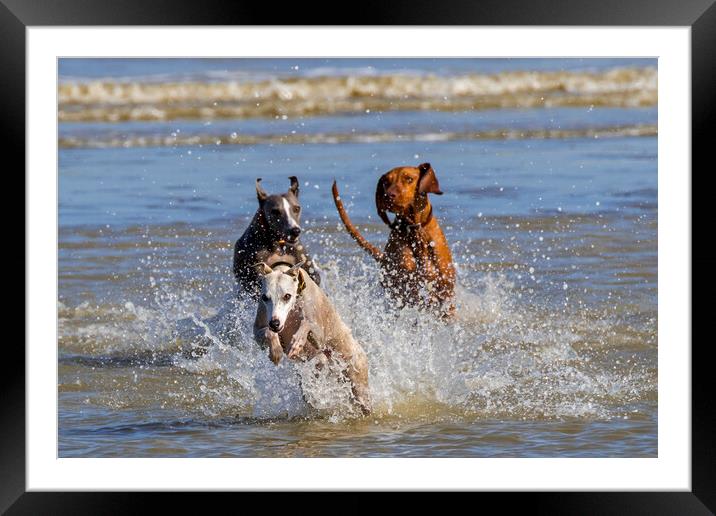 Three Running Dogs on the Beach Framed Mounted Print by Arterra 