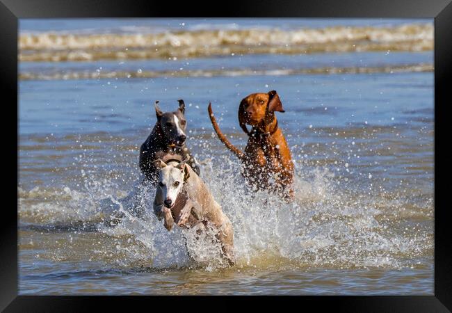 Three Running Dogs on the Beach Framed Print by Arterra 