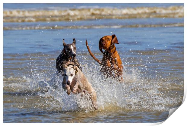 Three Running Dogs on the Beach Print by Arterra 