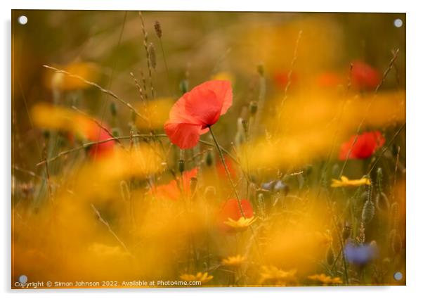 poppy in the flowers Acrylic by Simon Johnson