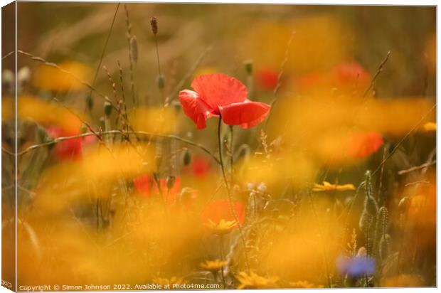 poppy in the flowers Canvas Print by Simon Johnson
