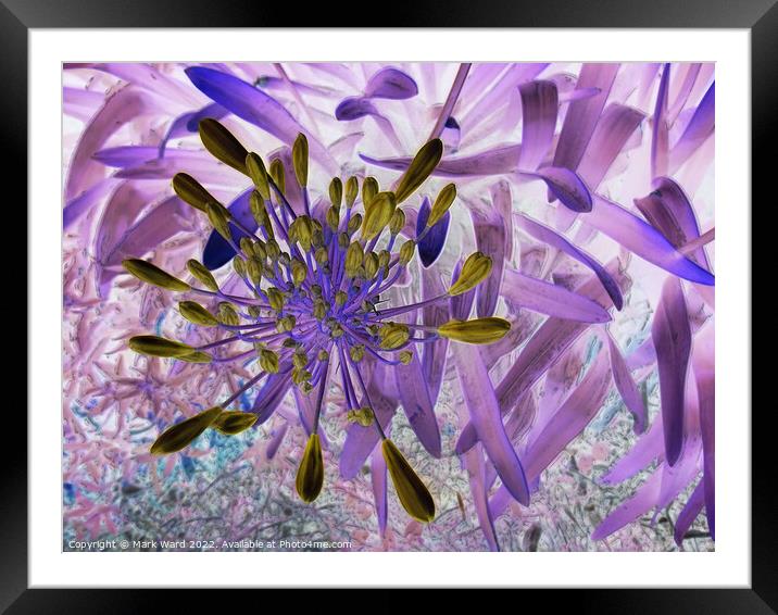 Floral Dream Framed Mounted Print by Mark Ward