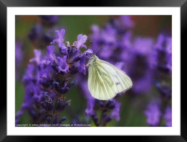 Butterfly Feeding Time Framed Mounted Print by Gillian Robertson