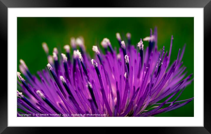 Thistle Flower Macro Framed Mounted Print by STEPHEN THOMAS