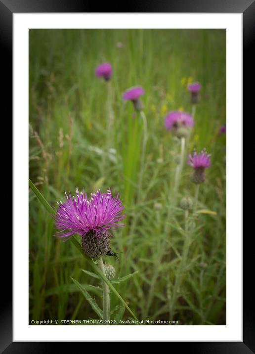 Peek A Boo on a Thistle Flower Framed Mounted Print by STEPHEN THOMAS