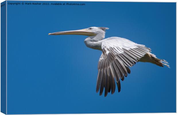 Pelican in flight Canvas Print by Mark Rosher