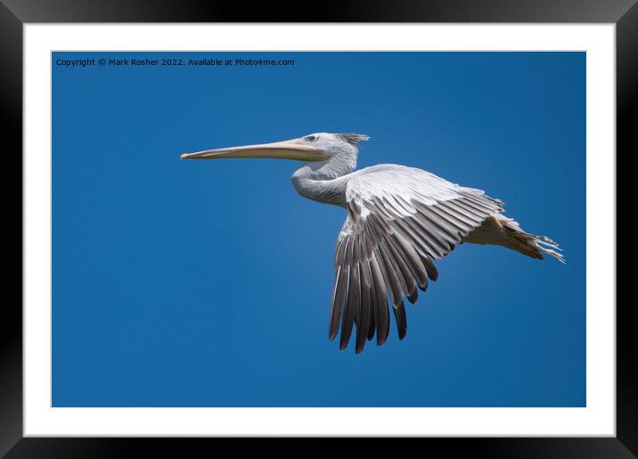 Pelican in flight Framed Mounted Print by Mark Rosher