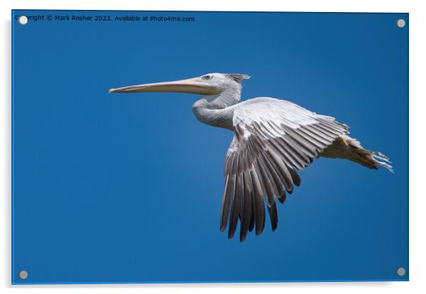 Pelican in flight Acrylic by Mark Rosher