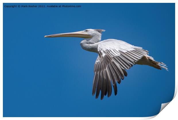 Pelican in flight Print by Mark Rosher
