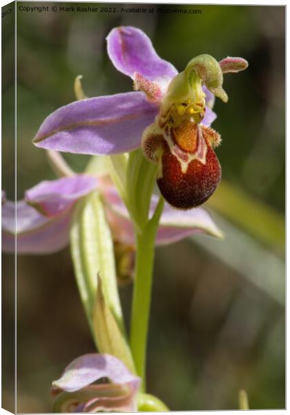 Bee Orchid Canvas Print by Mark Rosher
