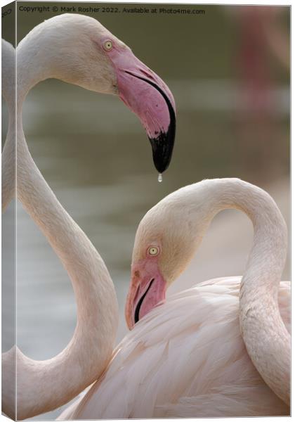 A Drop of Flamingo Canvas Print by Mark Rosher