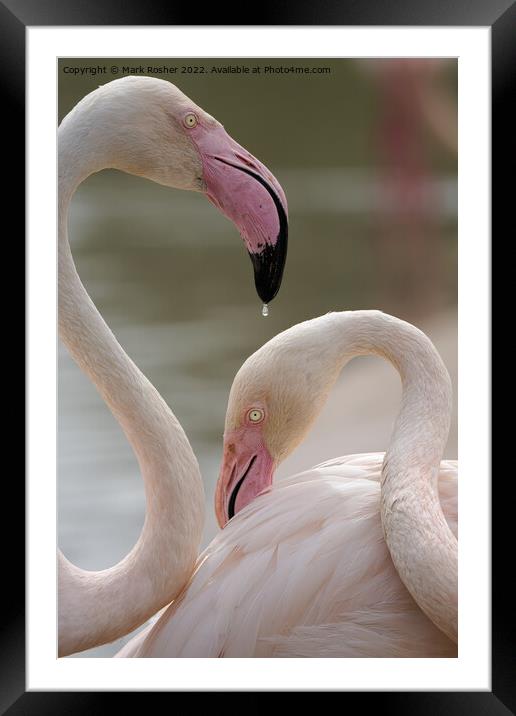 A Drop of Flamingo Framed Mounted Print by Mark Rosher