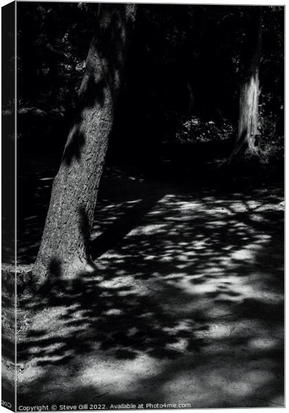 Sunlight Casting Shadows of Tree Foliage on the Ground. Canvas Print by Steve Gill