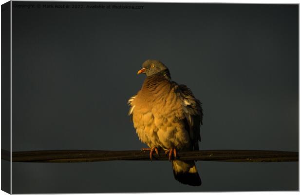 Golden Hour Pigeon Canvas Print by Mark Rosher
