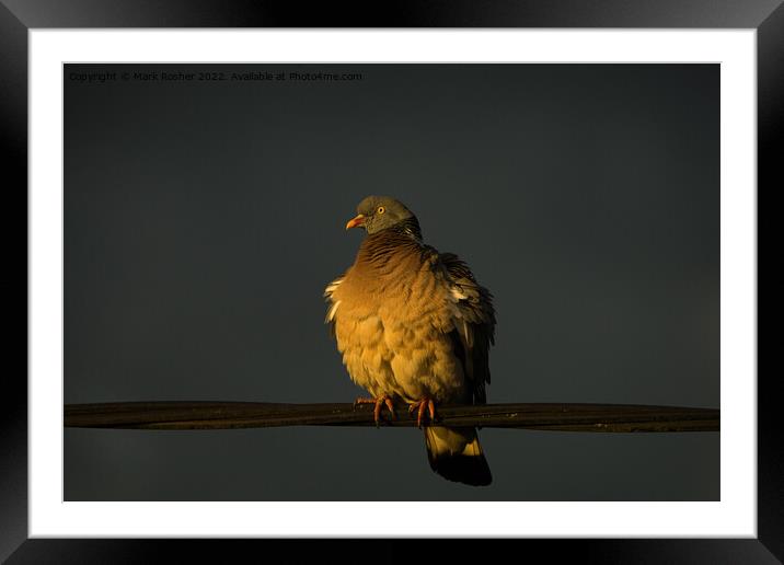 Golden Hour Pigeon Framed Mounted Print by Mark Rosher