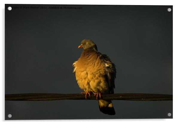 Golden Hour Pigeon Acrylic by Mark Rosher