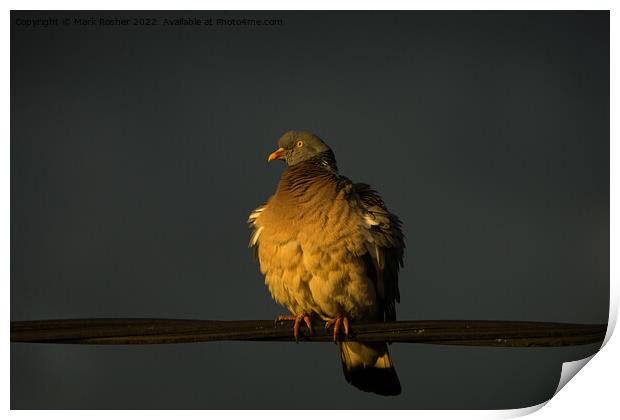 Golden Hour Pigeon Print by Mark Rosher