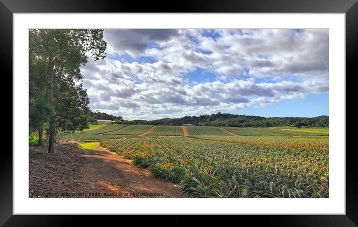 Pineapple Farm Fields - Waiting to Ripen Framed Mounted Print by Julie Gresty