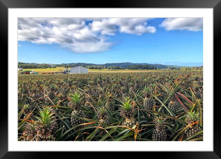 Pineapple Farm Fields Australia Framed Mounted Print by Julie Gresty
