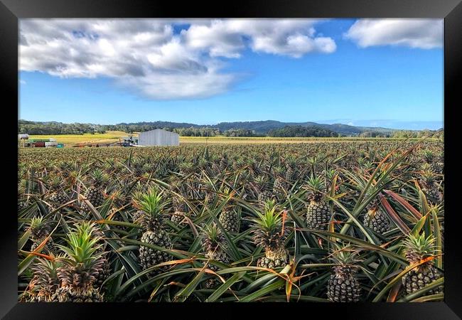 Pineapple Farm Fields Australia Framed Print by Julie Gresty
