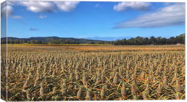 Pineapple Farm Fields under a Blue Sky Canvas Print by Julie Gresty
