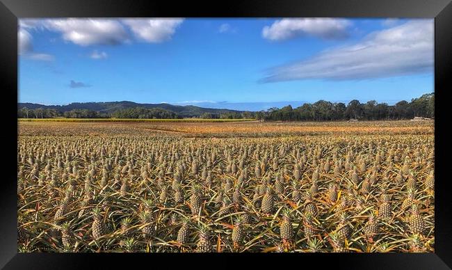 Pineapple Farm Fields under a Blue Sky Framed Print by Julie Gresty