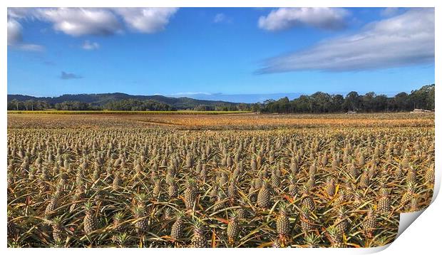 Pineapple Farm Fields under a Blue Sky Print by Julie Gresty