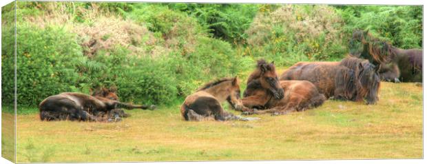 A group of Dartmoor Mares and Foals Resting Canvas Print by Dave Bell
