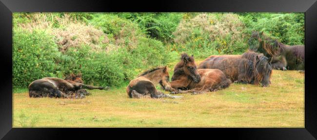 A group of Dartmoor Mares and Foals Resting Framed Print by Dave Bell