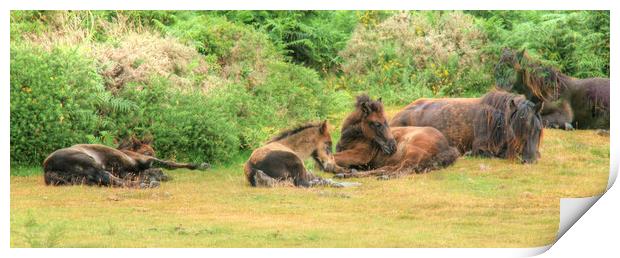 A group of Dartmoor Mares and Foals Resting Print by Dave Bell