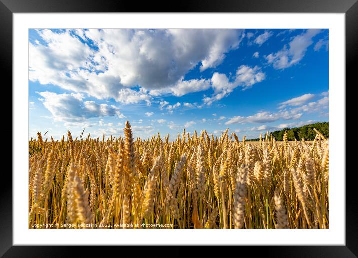 Golden wheat field Framed Mounted Print by Sergey Fedoskin