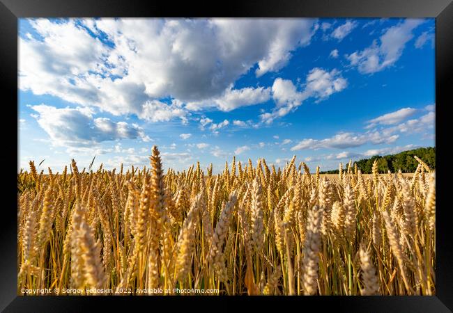 Golden wheat field Framed Print by Sergey Fedoskin