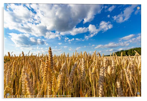 Golden wheat field Acrylic by Sergey Fedoskin