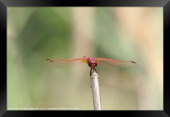 Damselfly (Zygoptera) Framed Print by Gaia Casciello