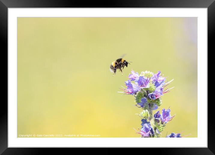 Hovering over flower  Framed Mounted Print by Gaia Casciello