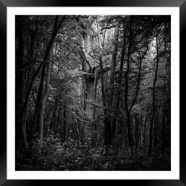 Mighty oak Framed Mounted Print by Andy Shackell