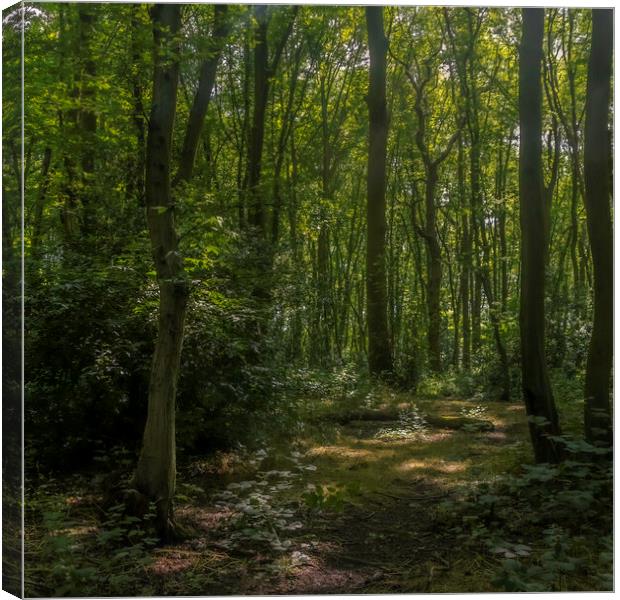 Fairy Forest Canvas Print by Andy Shackell