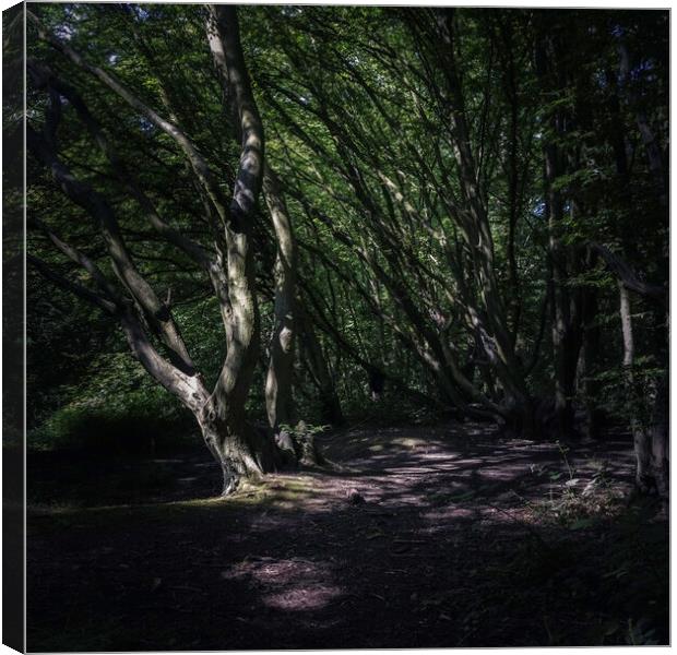Dark woods Canvas Print by Andy Shackell