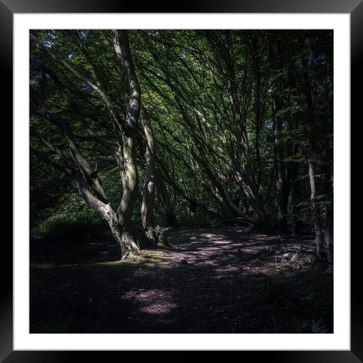 Dark woods Framed Mounted Print by Andy Shackell