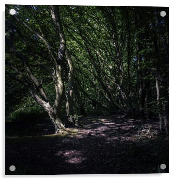 Dark woods Acrylic by Andy Shackell