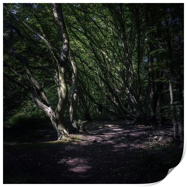 Dark woods Print by Andy Shackell