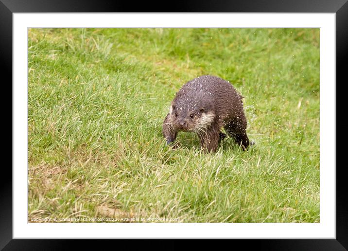 Otter, shaking off water drops Framed Mounted Print by Christine Kerioak