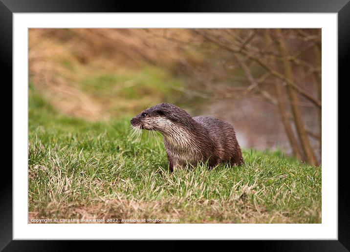 Young Otter Framed Mounted Print by Christine Kerioak