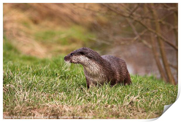 Young Otter Print by Christine Kerioak