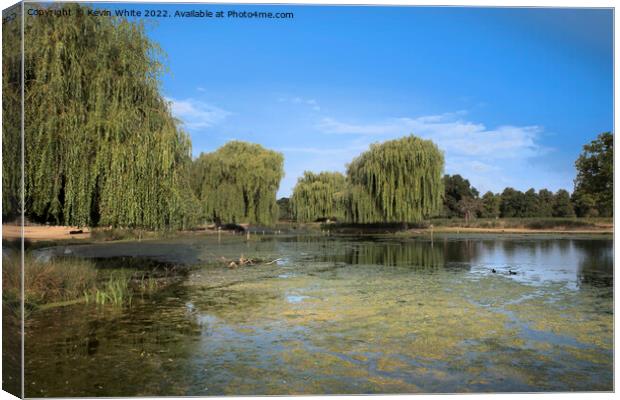 Algae beauty in the park Canvas Print by Kevin White