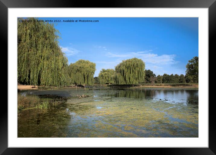 Algae beauty in the park Framed Mounted Print by Kevin White