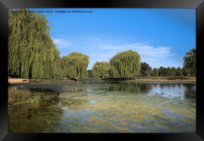 Algae beauty in the park Framed Print by Kevin White