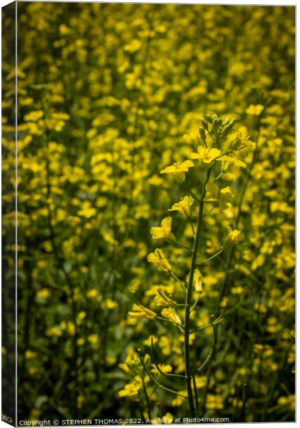 Canola Blossoms Canvas Print by STEPHEN THOMAS